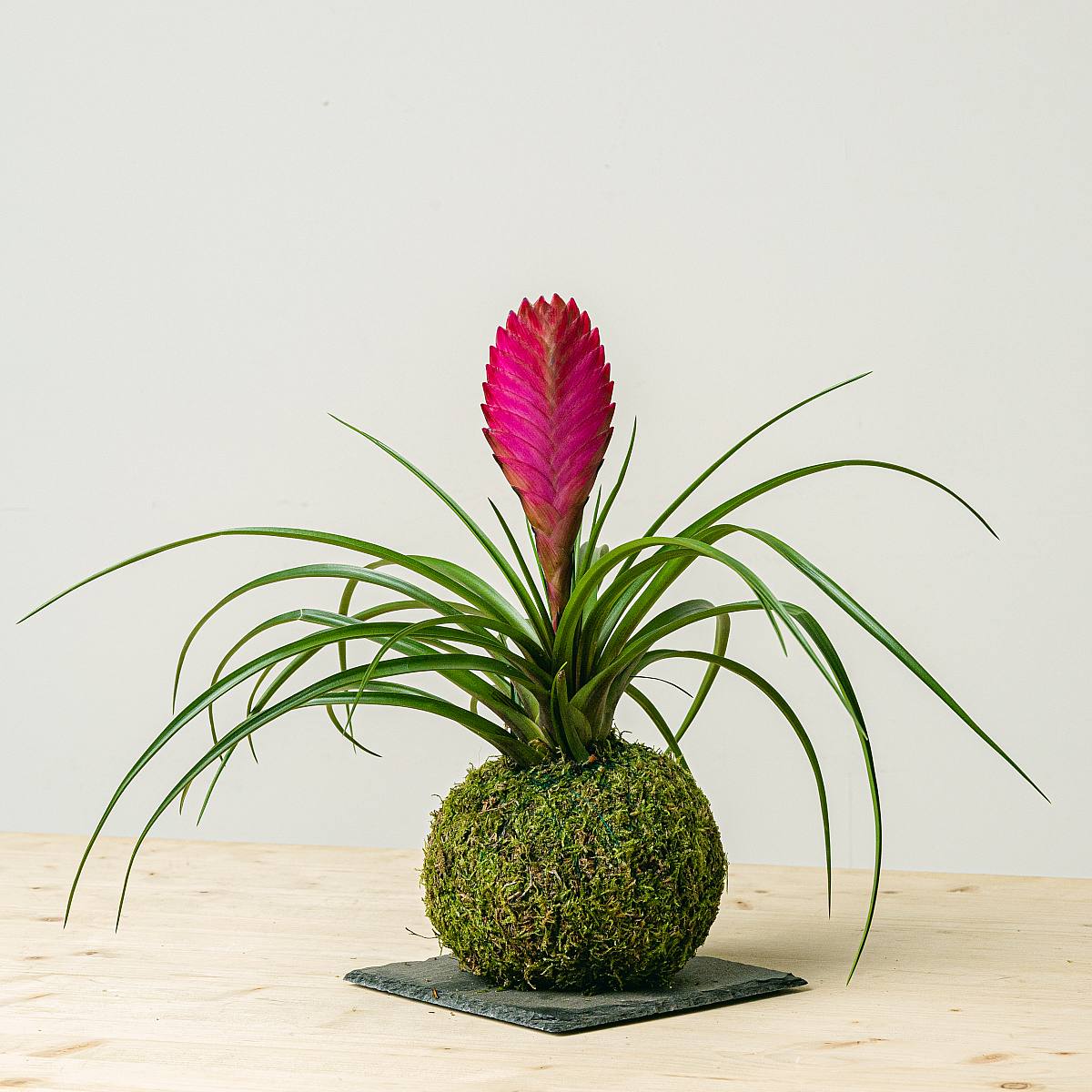 Be.Green Kokedama Tillandsia