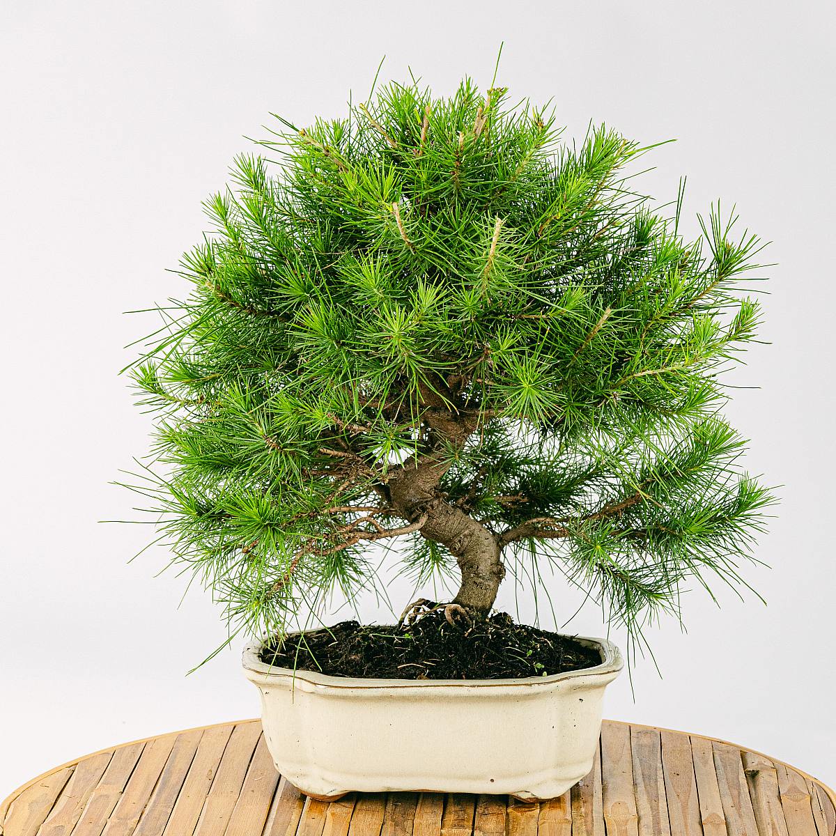 Be.Green Bonsai 10 Jahre alt Pinus halepensis