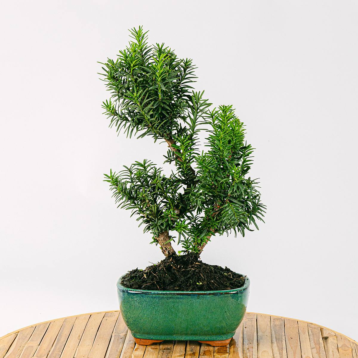Be.Green Bonsai 9 Jahre alt Taxus media