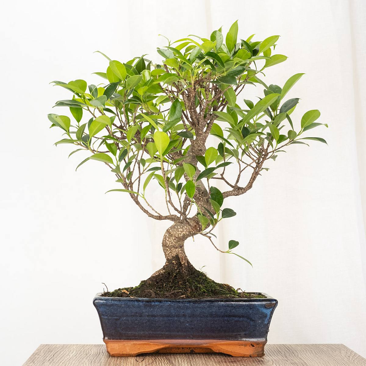 Be.Green Bonsai Ficus 10 Jahre