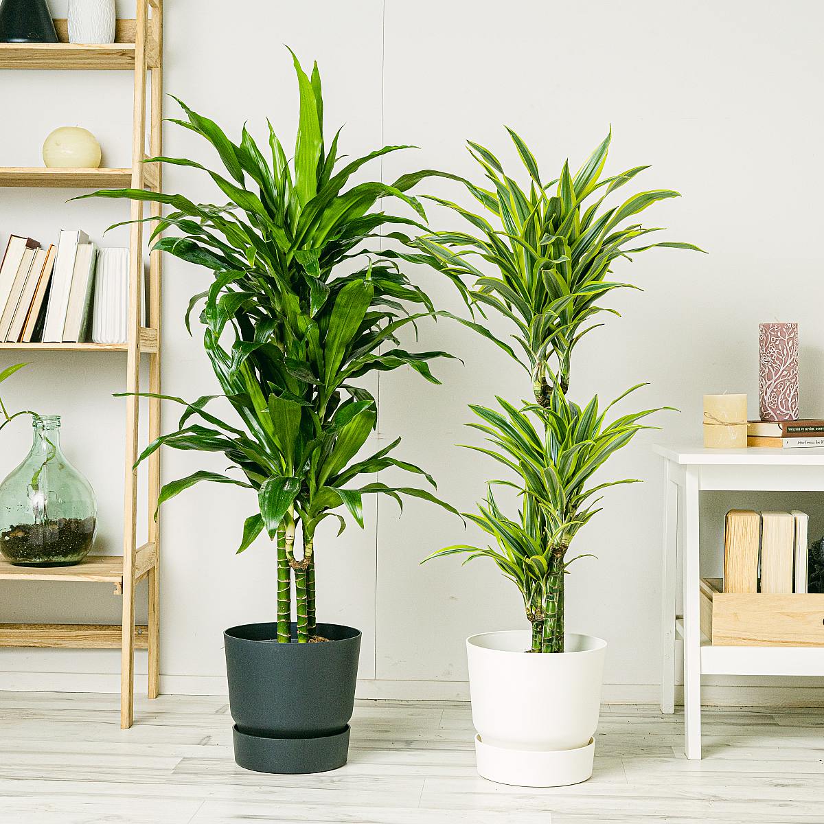 Be.Green Dracaena Duo (Brasilstamm / Dracaena Fragrans