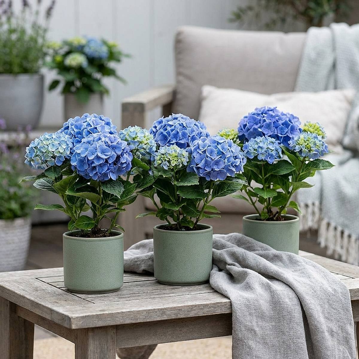Be.Green Trio Hortensie Early Blue