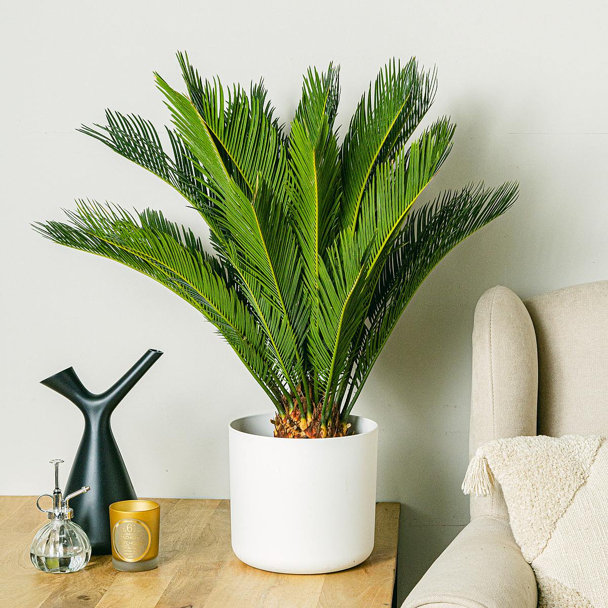 Be.Green Cycas revoluta