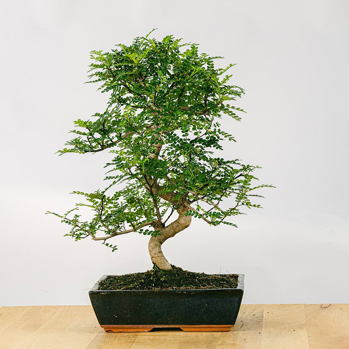 Be.Green Bonsai Zanthoxylum Piperitum 16 Jahre