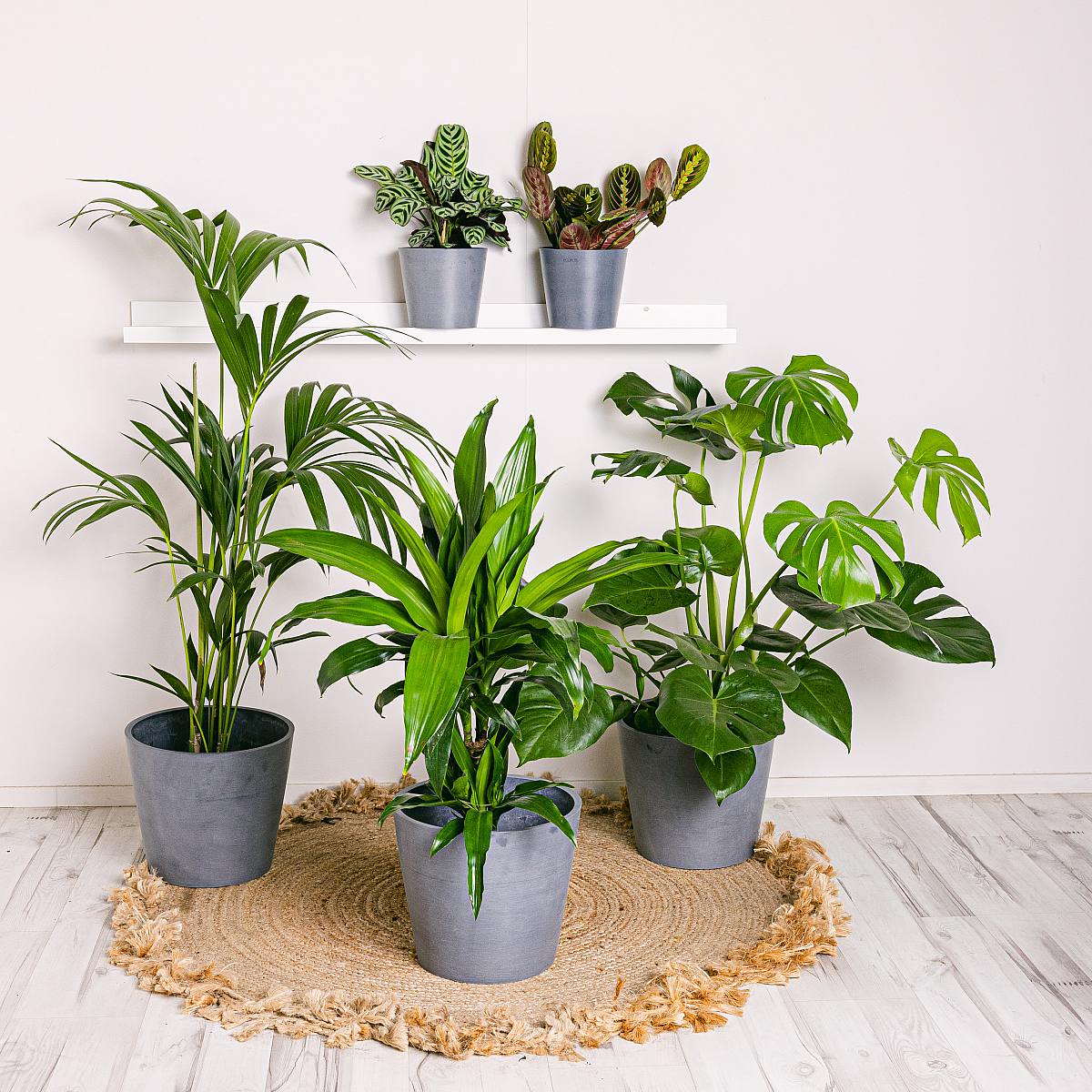 Be.Green Setze produktive Pflanzen (Ctenanthe Burle Marxii