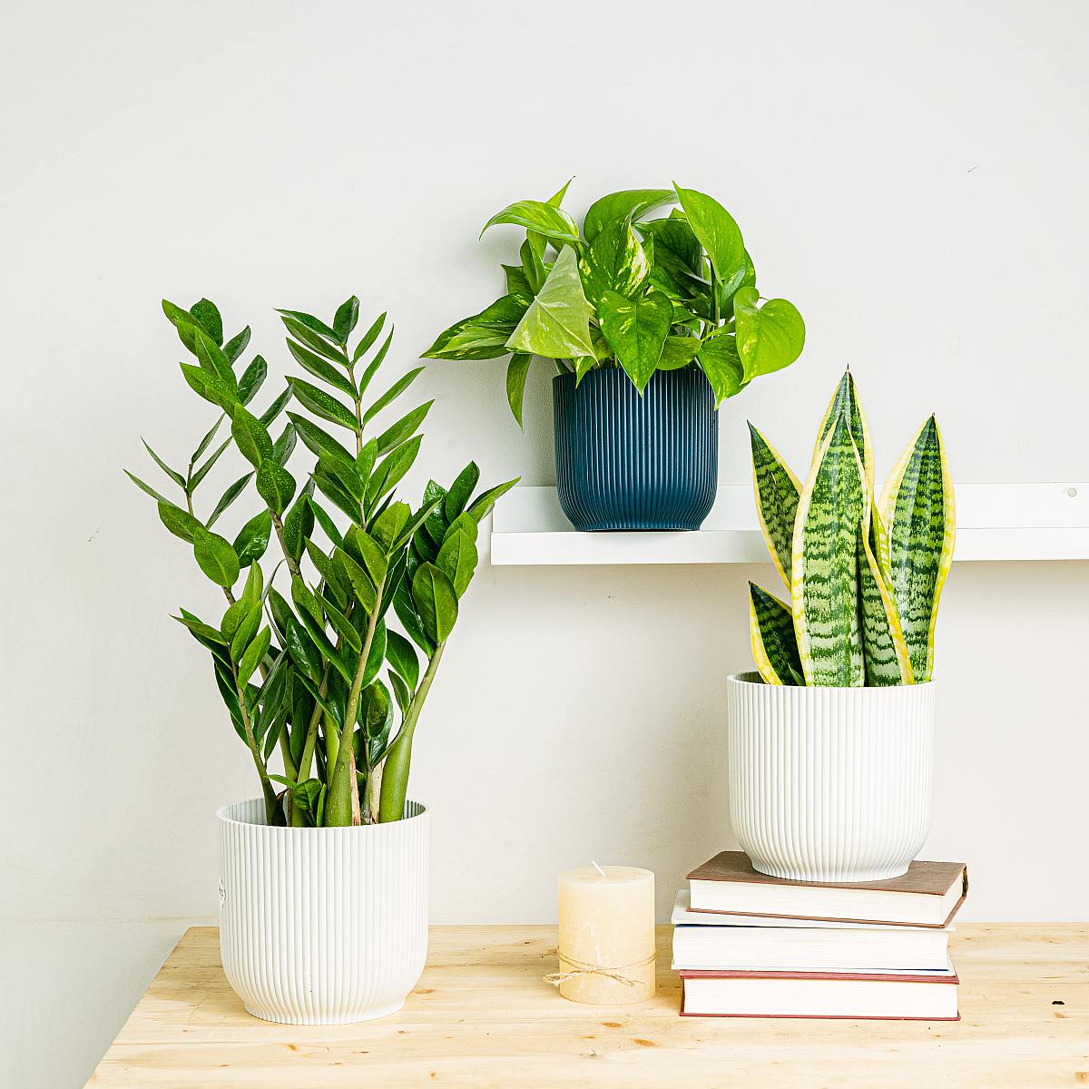 Be.Green Pflanzen-Trio: Elegante Luftreiniger (Pothos