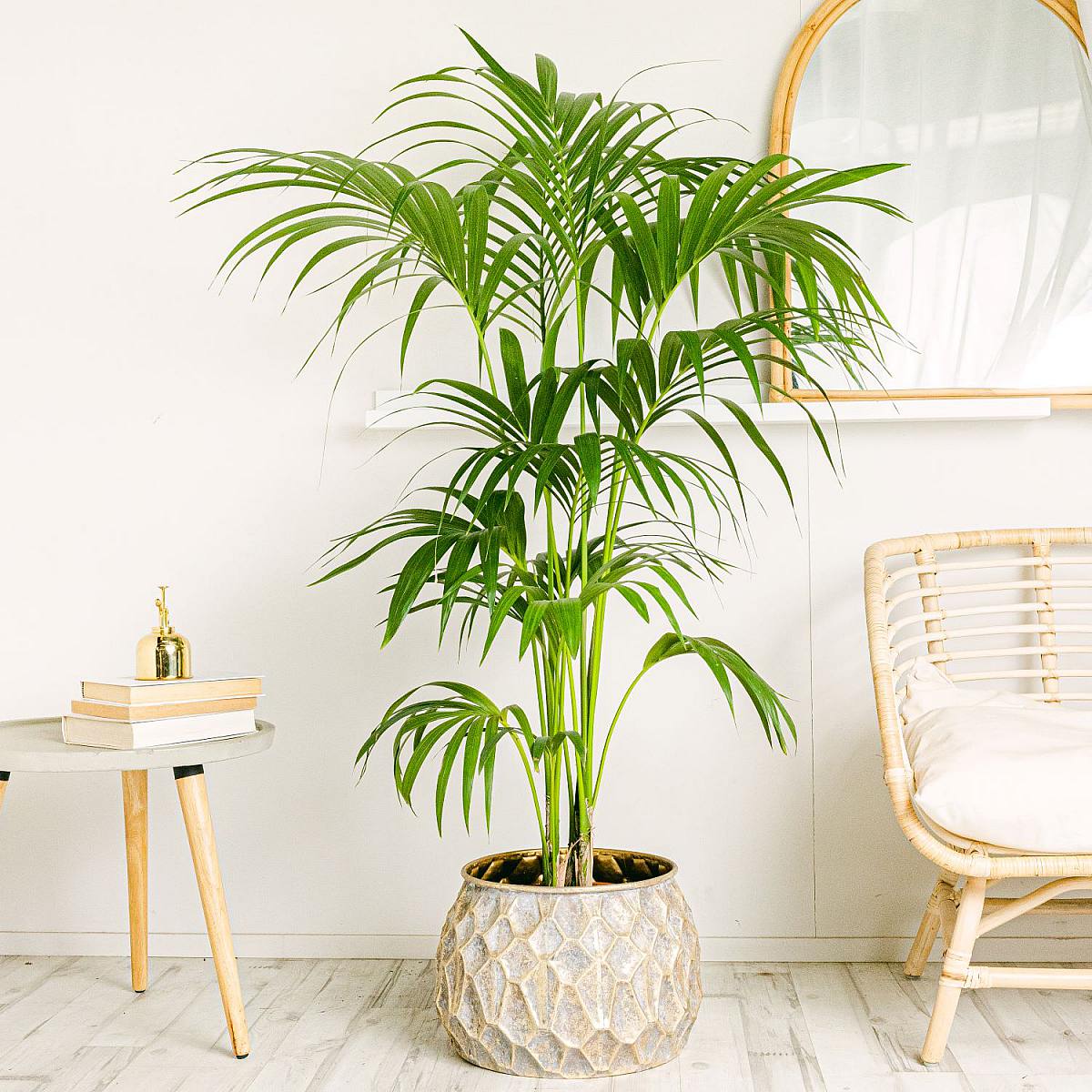 Be.Green Kentia-Palme – Paradies-Palme